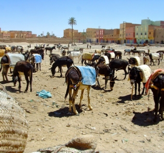 Day Trip from Merzouga to Hassilabiad & Rissani